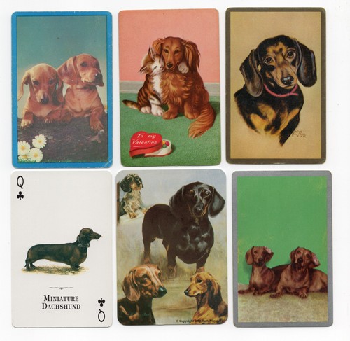 Dachshund collection - dachshund,