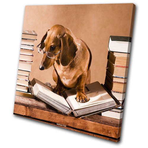 Animals dachshund proffesor - dachshund,