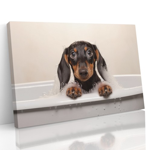 Dachshund cute sausage dog - sausage, in