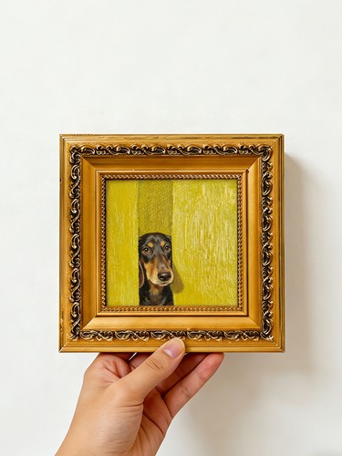 Dachshund dog peeking - dog, wiener