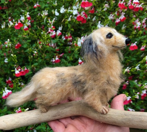 Dachshund long hair - dachshund, /