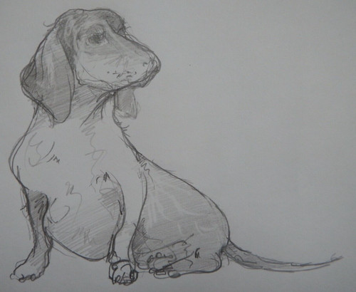 Pencil drawing dachshund - pencil,