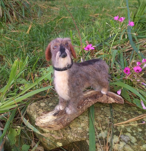 Miniature wire haired - miniature,